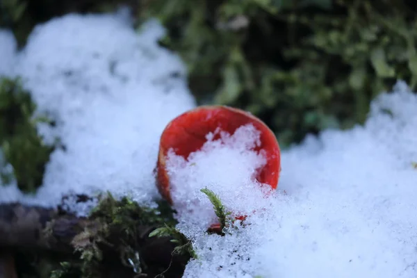 德国巴登 符腾堡斯瓦比亚高山苔藓丛林中生长旺盛的红小精灵杯 沙棘球菌 Peziza Coccinea — 图库照片