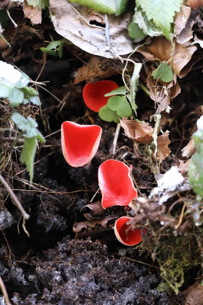 スカーレット エルフ カップ 英語版 サルコスシファ コケビア 英語版 ペッツァ コケビア 冬には苔むした森の中で豊富に生育する — ストック写真