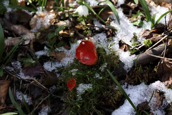 Szkarłatny Kubek Elfa Sarcoscypha Coccinea Peziza Coccinea Rosnący Obficie Lasach — Zdjęcie stockowe