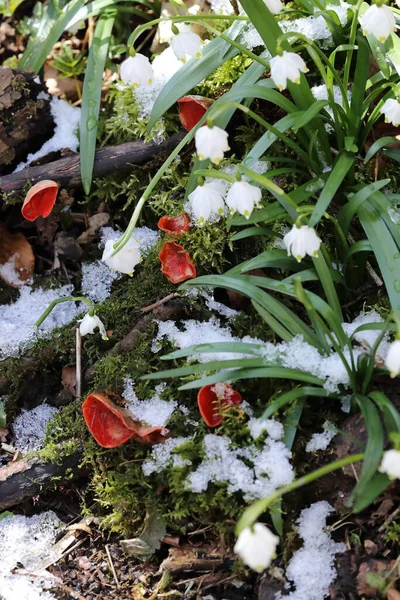 Kızıl Elf Fincanı Sarcoscypha Coccinea Peziza Coccinea Kışın Yosunlu Ormanlarda — Stok fotoğraf