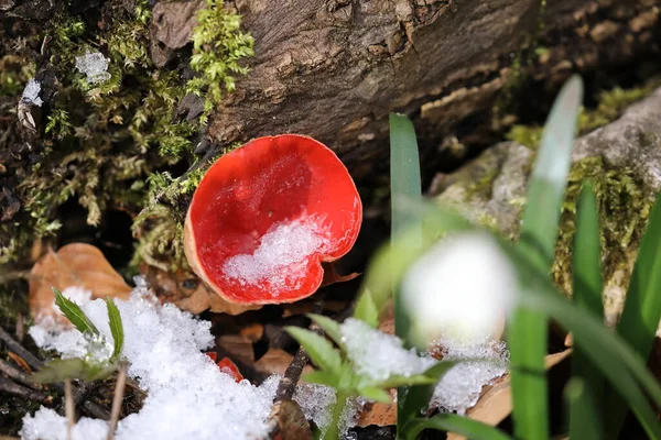 德国巴登 符腾堡斯瓦比亚高山苔藓丛林中生长旺盛的红小精灵杯 沙棘球菌 Peziza Coccinea — 图库照片
