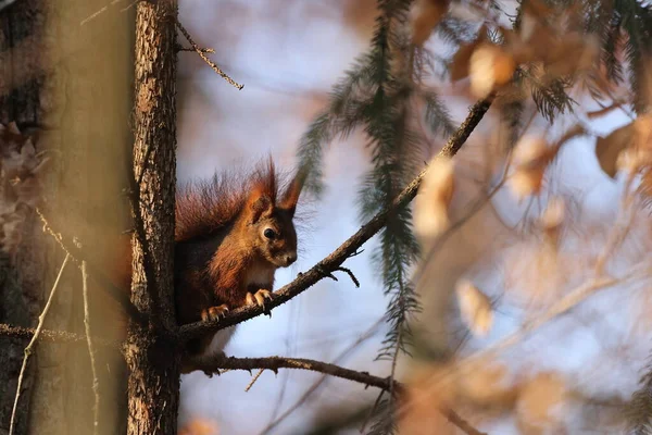 Esquilo Vermelho Eurasiano Sciurus Vulgaris Alemanha — Fotografia de Stock