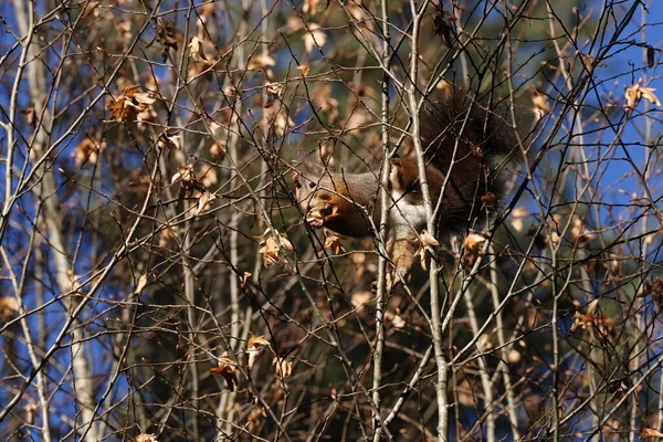유라시아붉은 다람쥐 Sciurus Vulgaris — 스톡 사진