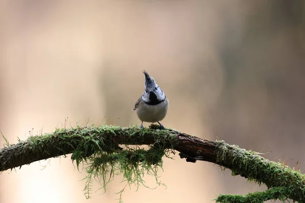 European Crested Tit Crested Tit Lophophanes Cristatus Germany — Stockfoto