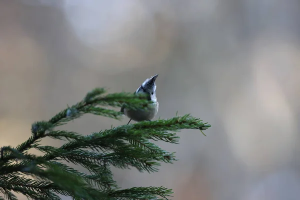 European Crested Tit Crested Tit Lophophanes Cristatus Germany — Zdjęcie stockowe