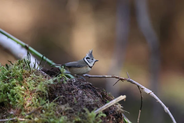 European Crested Tit Crested Tit Lophophanes Cristatus Germany — Fotografia de Stock