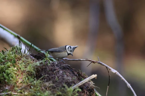 European Crested Tit Crested Tit Lophophanes Cristatus Germany — Zdjęcie stockowe