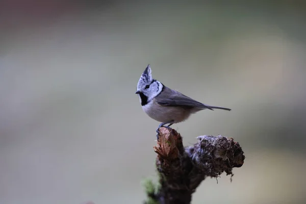 European Crested Tit Crested Tit Lophophanes Cristatus Germany — Stok Foto