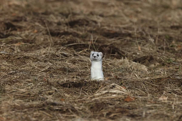 Stoat Mustela Erminea Alpes Suabios Alemania — Foto de Stock