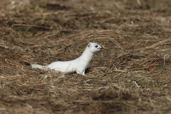 Stoat Mustela Erminea Swabian Alps Γερμανία — Φωτογραφία Αρχείου