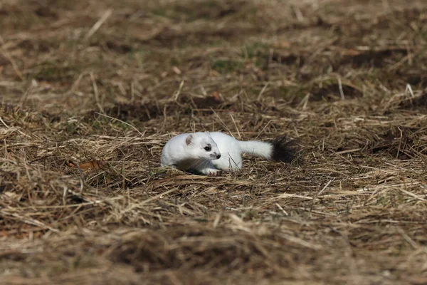 Stolec Mustela Erminea Alpy Swabijskie Niemcy — Zdjęcie stockowe