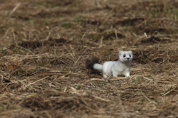 Stoat Mustela Erminea Alpi Svevi Germania — Foto Stock