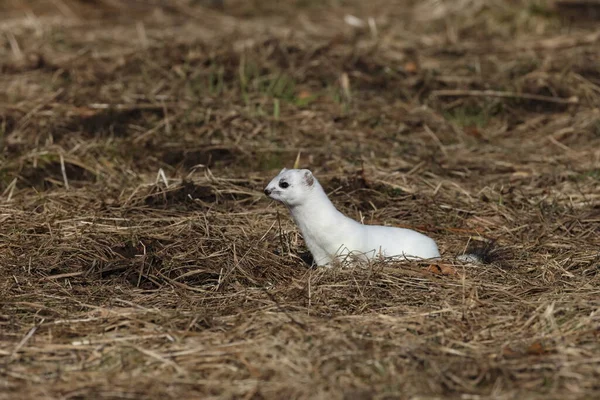 Stolec Mustela Erminea Alpy Swabijskie Niemcy — Zdjęcie stockowe