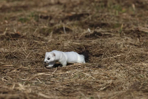 Stoat Mustela Erminea Alpes Souabes Allemagne — Photo
