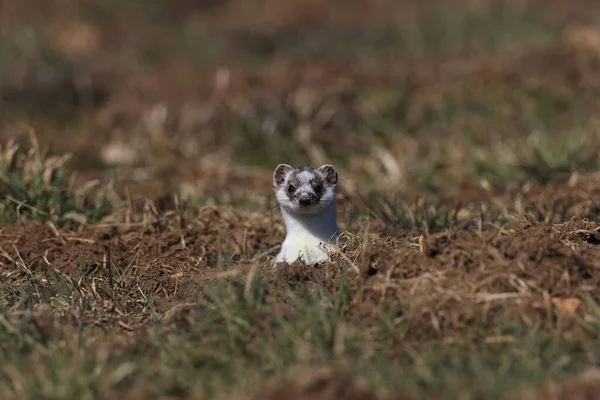 Stoat Mustela Erminea Swabian Alps Germany — Stock Photo, Image