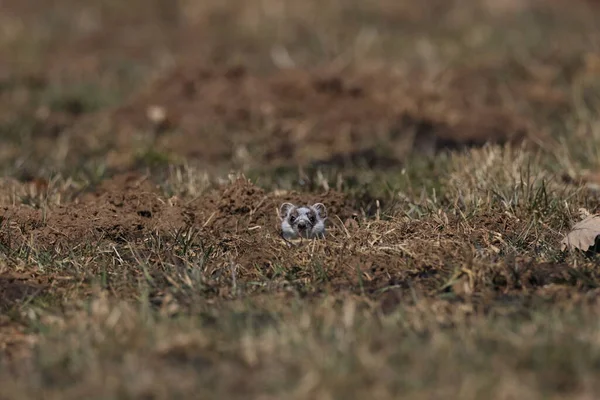 Stoat Mustela Erminea Sváb Alpok Németország — Stock Fotó