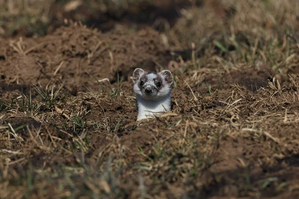 Stoat Mustela Erminea Swabian Alps Γερμανία — Φωτογραφία Αρχείου