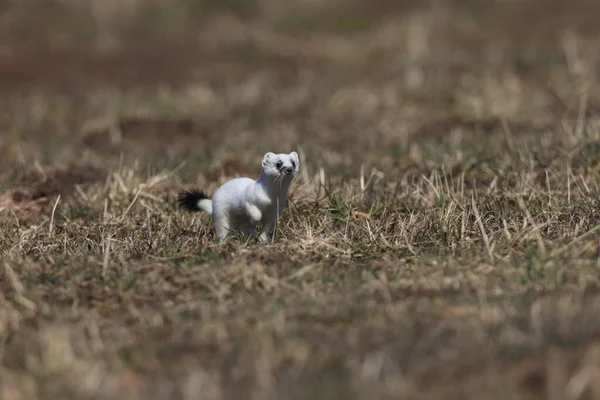 Stoat Mustela Erminea Swabian Alps Germany — стокове фото