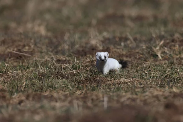 Stolec Mustela Erminea Alpy Swabijskie Niemcy — Zdjęcie stockowe