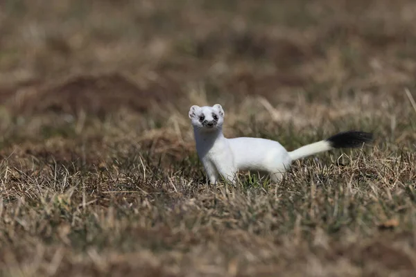 Stoat Mustela Erminea Swabian Alps Γερμανία — Φωτογραφία Αρχείου