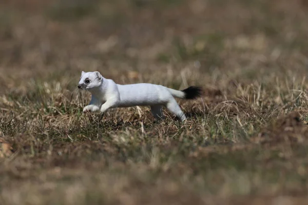 Stoat Mustela Erminea Swabian Alps Γερμανία — Φωτογραφία Αρχείου