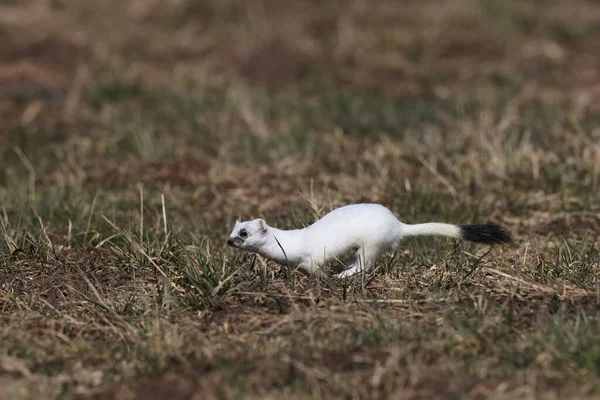 Stolec Mustela Erminea Alpy Swabijskie Niemcy — Zdjęcie stockowe