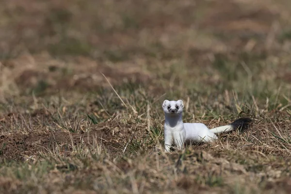 Stat Mustela Erminea Swabian Alps Germany — ストック写真