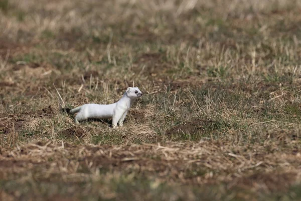 Stoat Mustela Erminea Alpes Souabes Allemagne — Photo