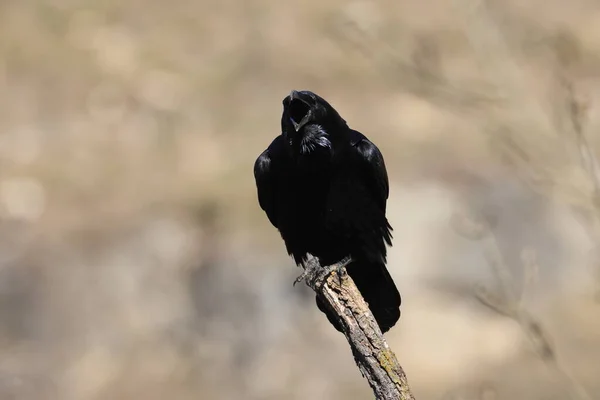 Közös Holló Corvus Corax Németország — Stock Fotó