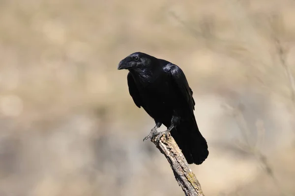 Cuervo Común Corvus Corax Alemania —  Fotos de Stock