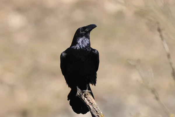 Gemeiner Rabe Corvus Corax Deutschland — Stockfoto