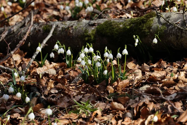 Leucojum Vernum Chamado Floco Neve Primavera Swabian Alps Alemanha — Fotografia de Stock