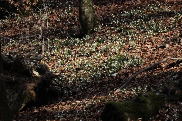 Leucojum Vernum Kallas Våren Snöflinga Schwabiska Alperna Tyskland — Stockfoto