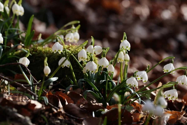 Leucojum Vernum Llamado Copo Nieve Primavera Los Alpes Swabian Alemania —  Fotos de Stock
