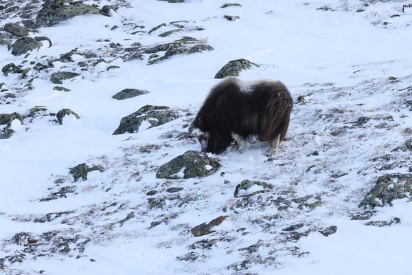 冬のワイルド ムスク オックス ノルウェーの山 ドヴレフェル国立公園 — ストック写真