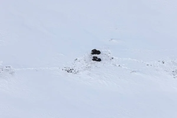 Wild Musk Inverno Montanhas Noruega Parque Nacional Dovrefjell — Fotografia de Stock