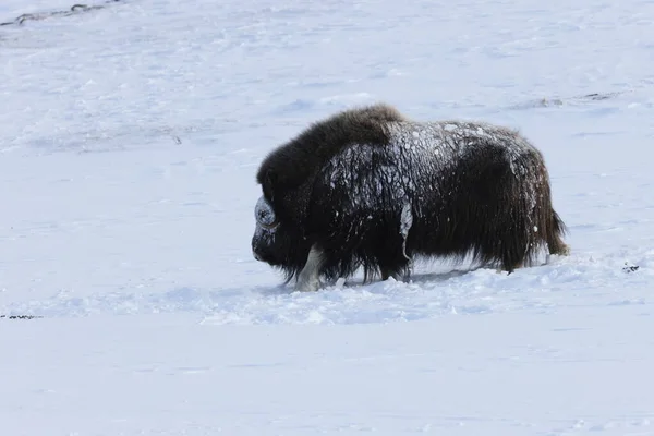 Wilder Moschusochse Winter Berge Norwegen Dovrefjell Nationalpark — Stockfoto