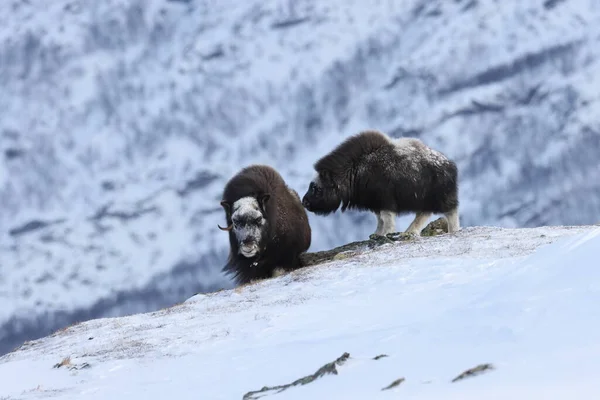 Vadon Élő Pézsmaökör Télen Hegyek Norvégiában Dovrefjell Nemzeti Park — Stock Fotó