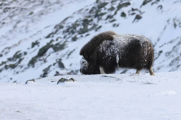 冬のワイルド ムスク オックス ノルウェーの山 ドヴレフェル国立公園 — ストック写真