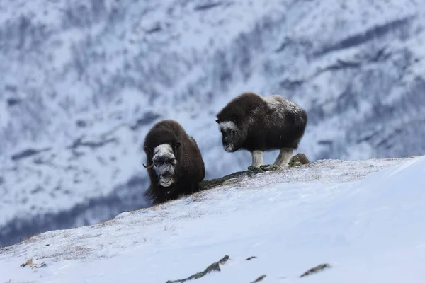 Wild Musk Winter Mountains Norway Dovrefjell National Park — 스톡 사진