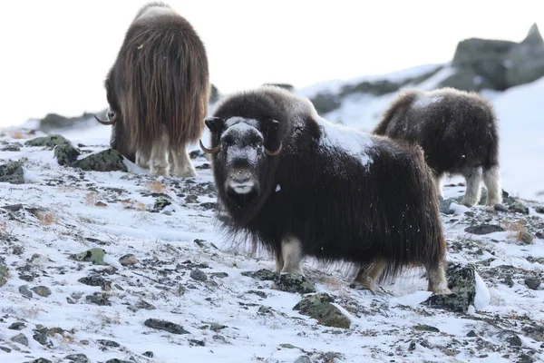 Wild Musk Inverno Montanhas Noruega Parque Nacional Dovrefjell — Fotografia de Stock