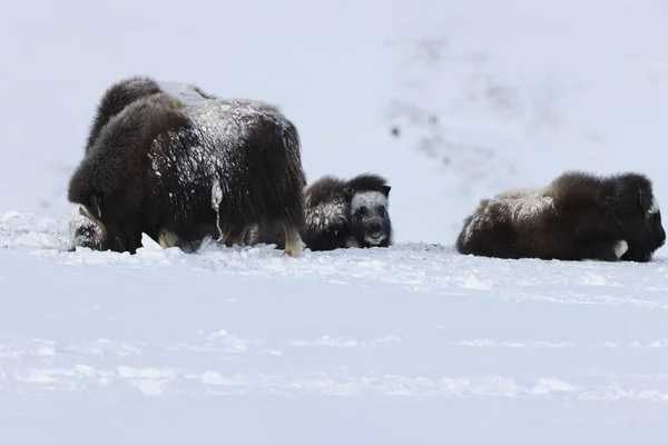 Buey Almizclero Salvaje Invierno Montañas Noruega Parque Nacional Dovrefjell — Foto de Stock