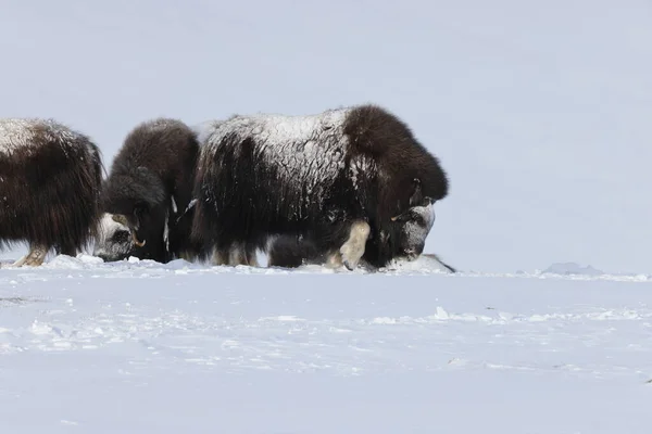 Divoký Musk Zimě Hory Norsku Národní Park Dovrefjell — Stock fotografie