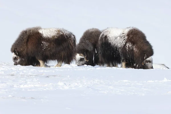 Wild Musk Inverno Montanhas Noruega Parque Nacional Dovrefjell — Fotografia de Stock