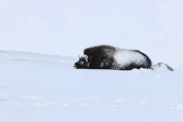 Wild Musk Winter Mountains Norway Dovrefjell National Park — 스톡 사진