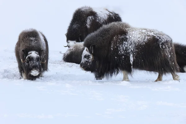 Vadon Élő Pézsmaökör Télen Hegyek Norvégiában Dovrefjell Nemzeti Park — Stock Fotó