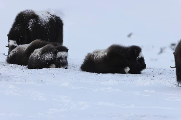 Дикий Туш Взимку Гори Норвегії Національний Парк Довреєлл — стокове фото
