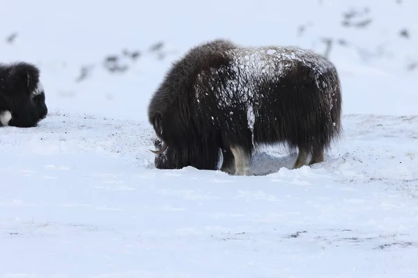 Wilder Moschusochse Winter Berge Norwegen Dovrefjell Nationalpark — Stockfoto