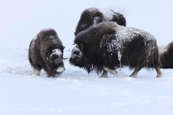 Divoký Musk Zimě Hory Norsku Národní Park Dovrefjell — Stock fotografie