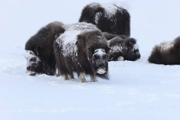 冬のワイルド ムスク オックス ノルウェーの山 ドヴレフェル国立公園 — ストック写真